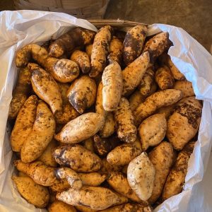 Premium Cilembu Sweet Potato